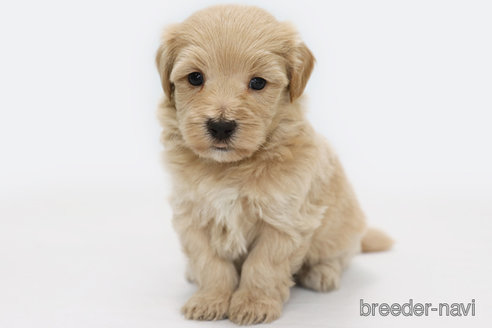 成約済の神奈川県のマルプー:マルチーズ×トイプードル-326793の1枚目